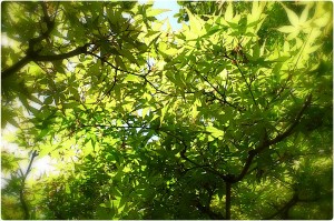 920286_562843873750467_1627165959_o