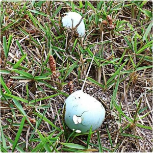 549059_574262442608610_1737599988_n