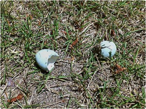 964652_574243325943855_206702096_o