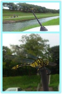 1078804_608345155867005_443069157_o