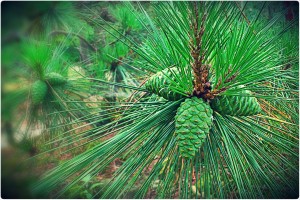 1082385_603875092980678_1801148120_o