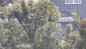 岡山後楽園指定写真部からの眺め