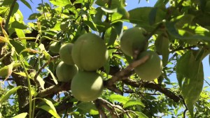 こどもの日の梅林